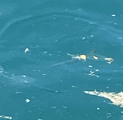 Hemiramphus bermudensis