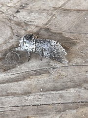 Furcula occidentalis