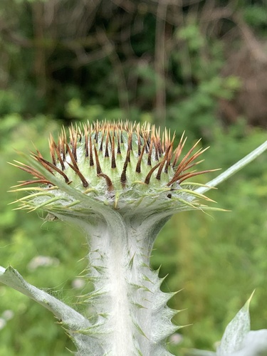 cotton thistle
