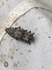 Poecilonota