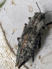 Poecilonota