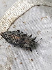 Poecilonota