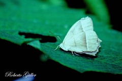 Taygetis sylvia