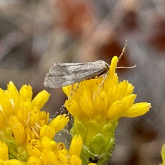 Cisthene faustinula