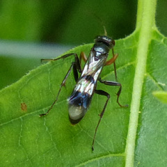 Dipogon calipterus