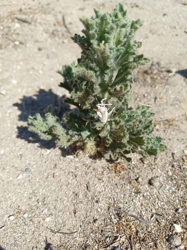 Telegraph weed foliage