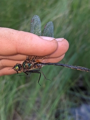 Somatochlora kennedyi