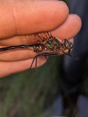 Somatochlora kennedyi