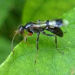 Dipogon calipterus