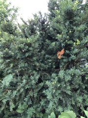Taxus
