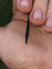 Somatochlora kennedyi