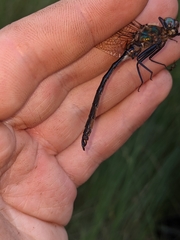 Somatochlora kennedyi