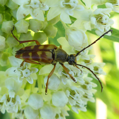 Typocerus
