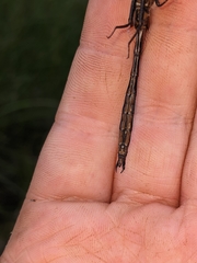 Somatochlora kennedyi