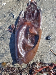 Sarcothalia crispata