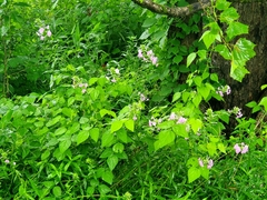 Phlox maculata maculata