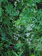 Galium asprellum