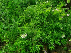Phlox maculata maculata