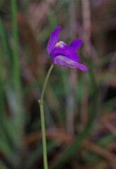 Utricularia amethystina