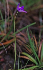 Utricularia amethystina