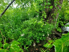 Phlox maculata maculata