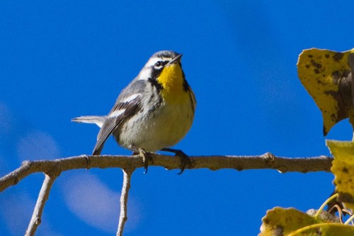 Yellow-throated Warbler