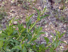 Koenigia phytolaccifolia