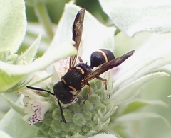 Leptochilus republicanus