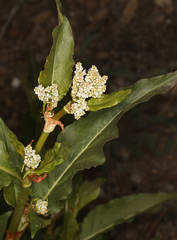 Koenigia phytolaccifolia