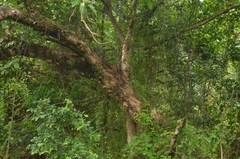 Syzygium nervosum