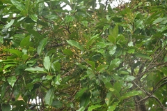 Syzygium nervosum