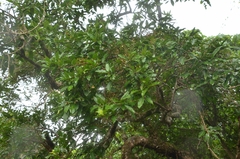 Syzygium nervosum