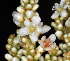 Koenigia phytolaccifolia