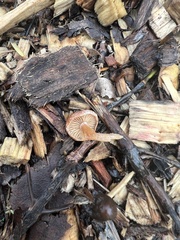 Tubaria furfuracea