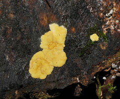Trichoderma victoriense