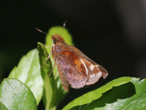 Zabulon Skipper photo 6