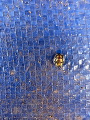 Deloyala guttata