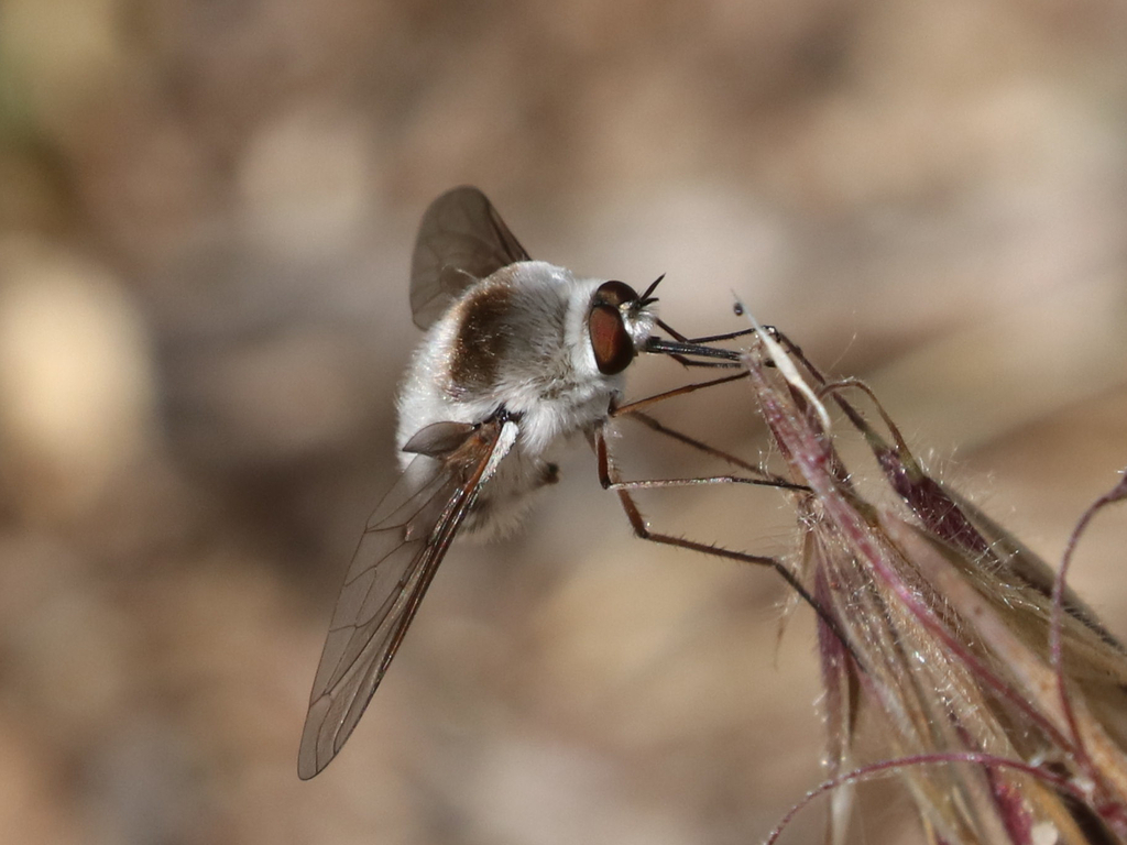 Bombylius incanus
