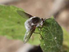 Bombylius anthophilus