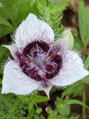 Calochortus elegans elegans