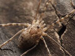 Hadrobunus maculosus