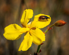 Hibbertia conspicua