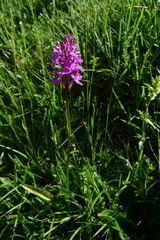 Dactylorhiza maculata