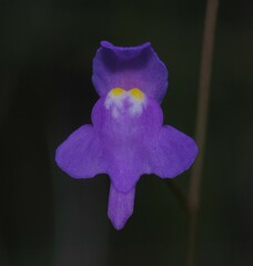 Utricularia amethystina