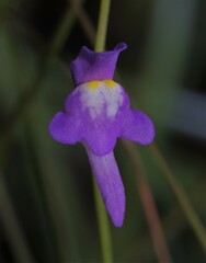 Utricularia amethystina