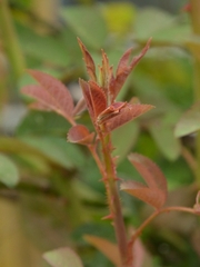 Rosa henryi