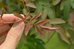 Rosa henryi