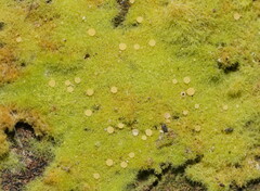 Coenogonium implexum