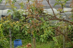 Rosa henryi
