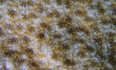 Leptastrea bewickensis